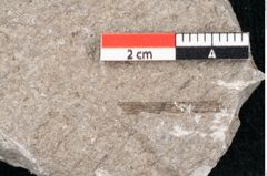 Foto (Detailansicht) von Zostera ungeri Ettingshausen (NHMW-GEO-2024-0188-6662)